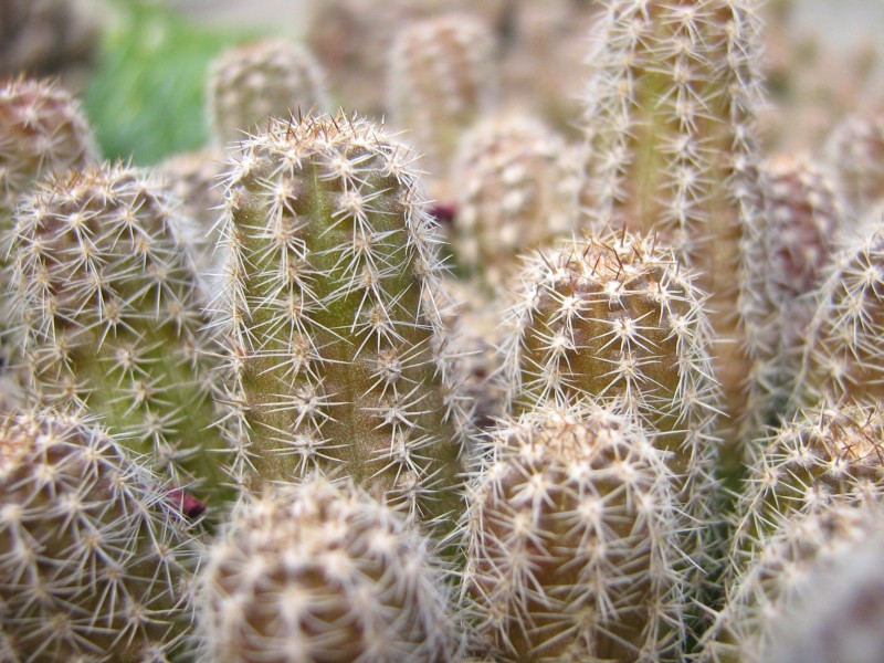 多肉植物仙人掌图片