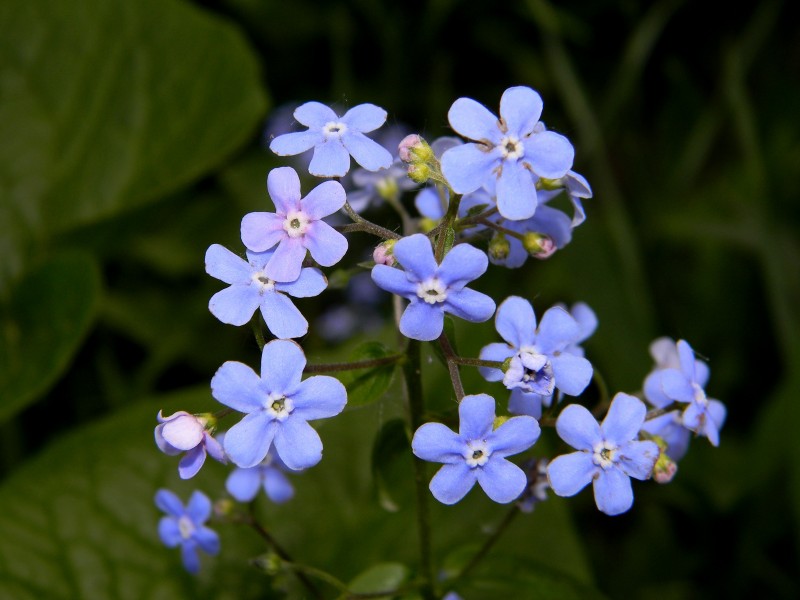 蓝色勿忘我鲜花图片