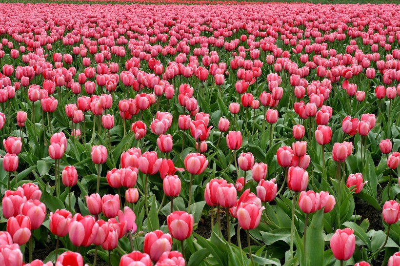 郁金香花田图片