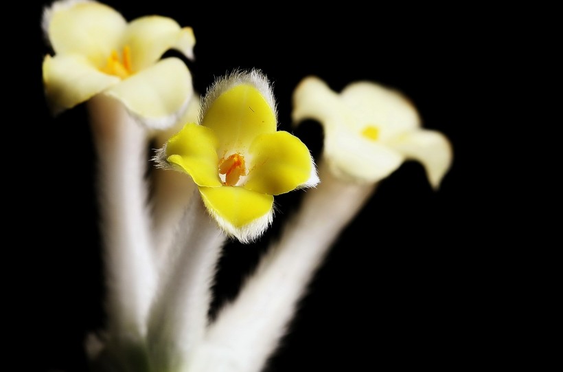 结香花图片