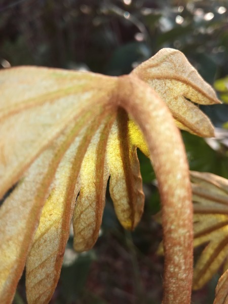 野外的植物图片