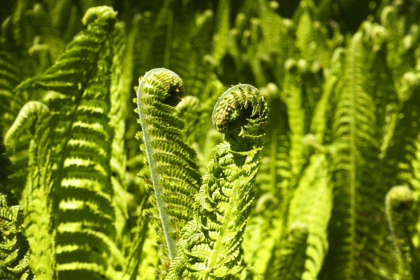 野生绿色蕨类植物图片