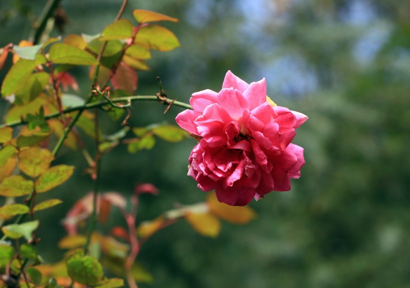 月季花图片