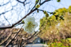 白色和粉色的梅花图片(11张)