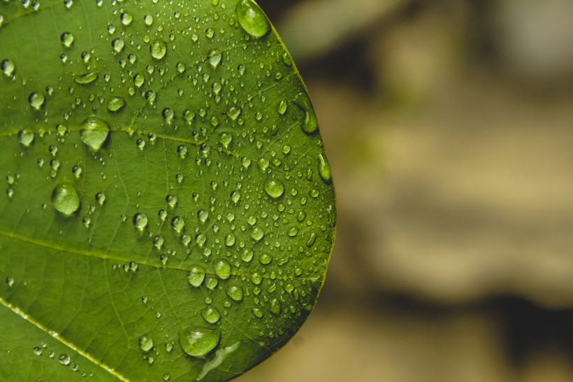 雨后的绿叶图片