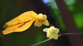 黄色腊梅花图片(11张)