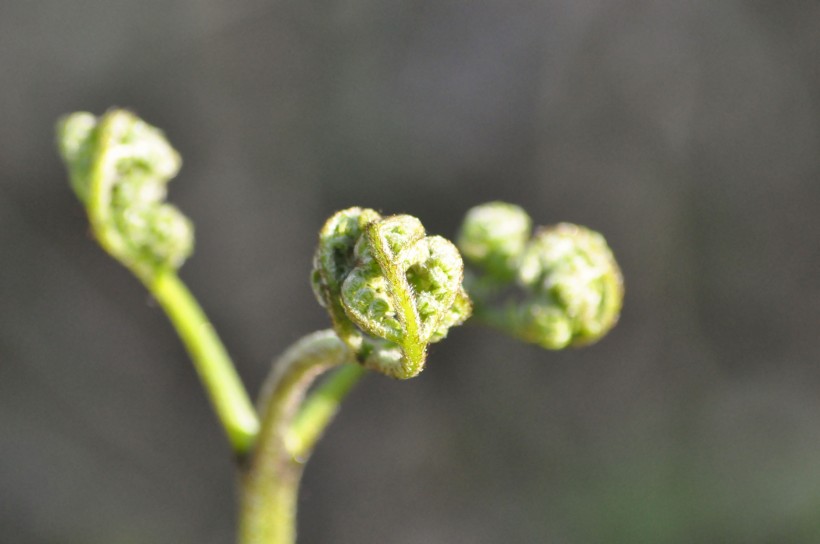 绿色蕨类植物图片