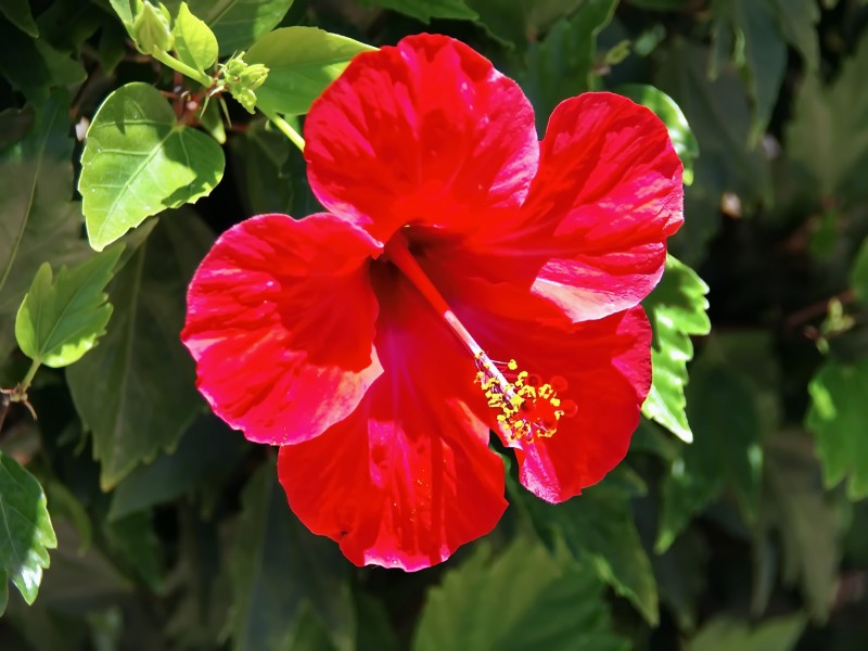 各种颜色盛开的芙蓉花图片