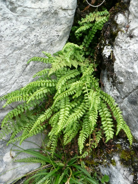 绿色蕨类植物图片