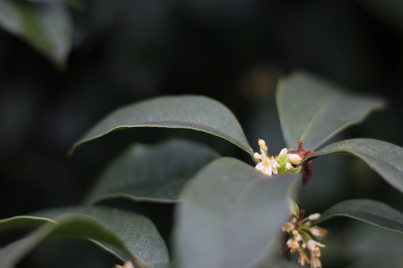 清香淡雅的桂花图片