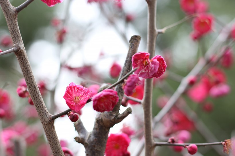 盛开的红梅花图片