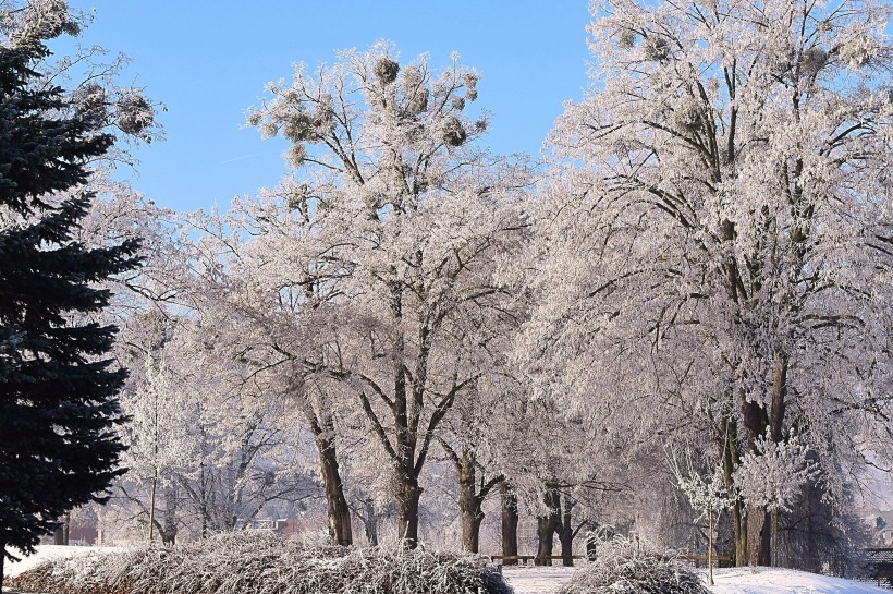 冬日里的雪树的特写图片