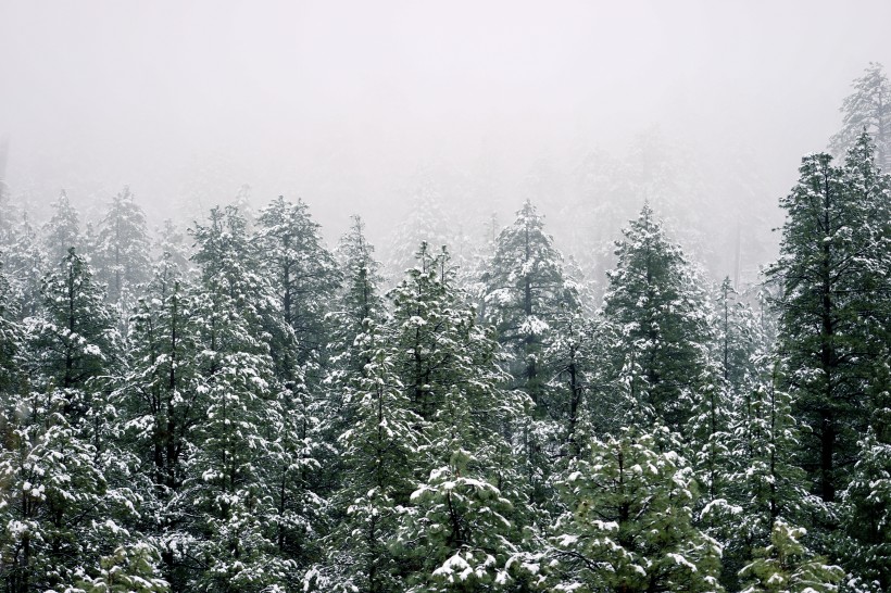 美丽的雪松图片