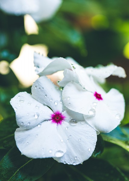 鲜花花瓣上的水珠图片