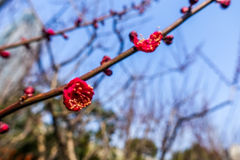 白色和粉色的梅花图片