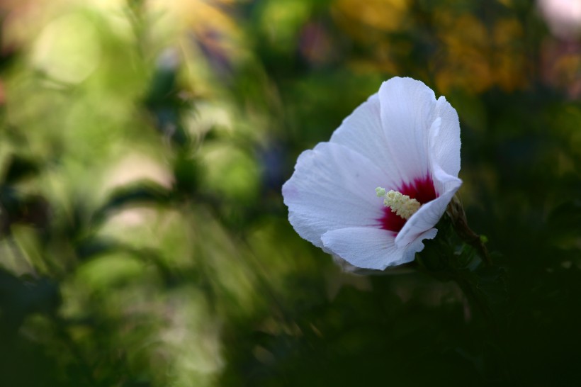 木槿花图片