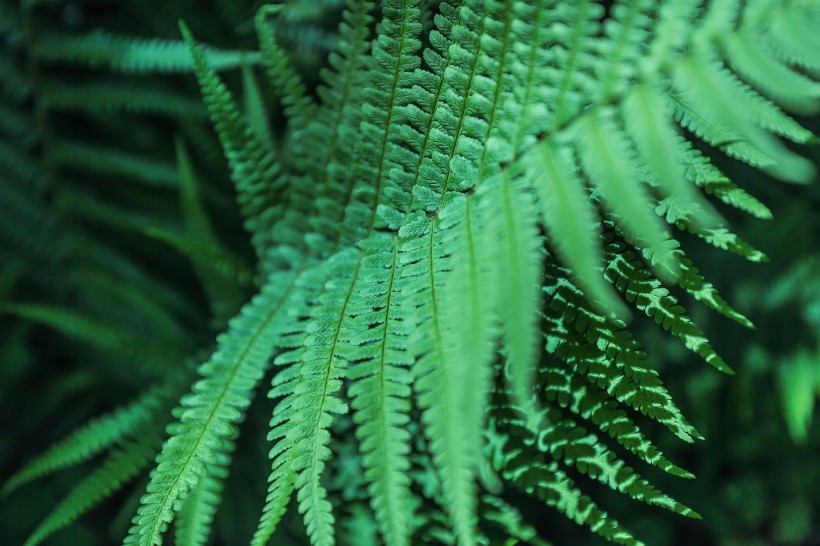 野生绿色蕨类植物图片