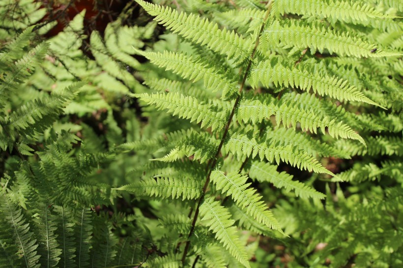 绿色蕨类植物图片