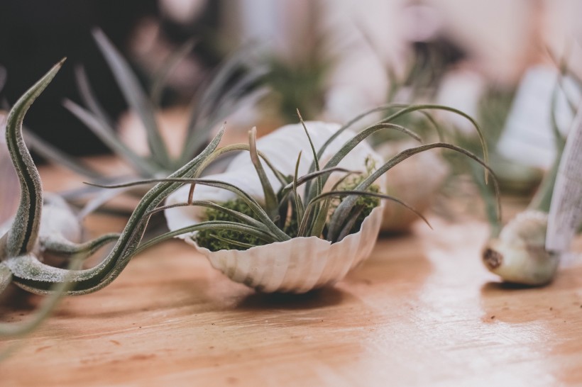 室内的绿植盆栽图片