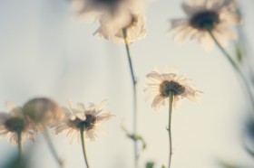 洁白的鲜花图片(16张)