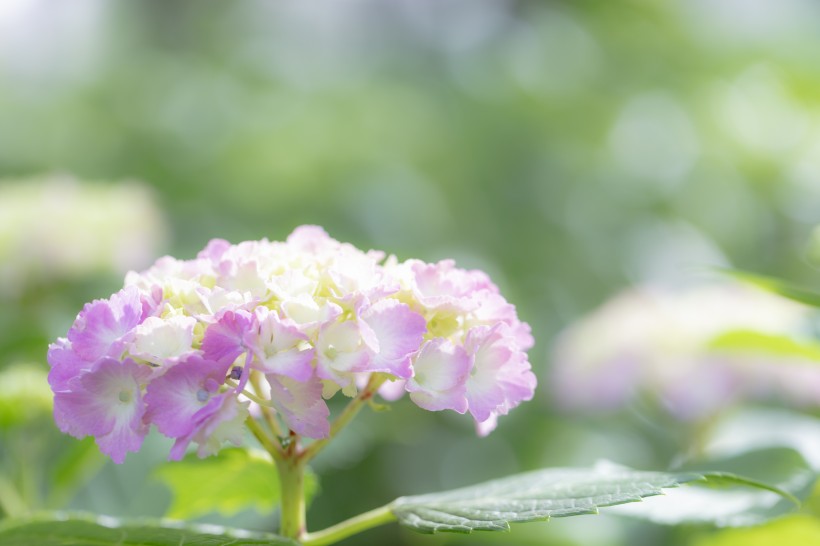 花团锦簇的绣球鲜花图片