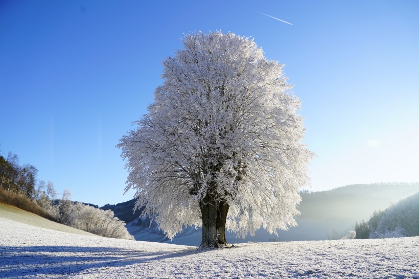 冬日里的雪树的特写图片