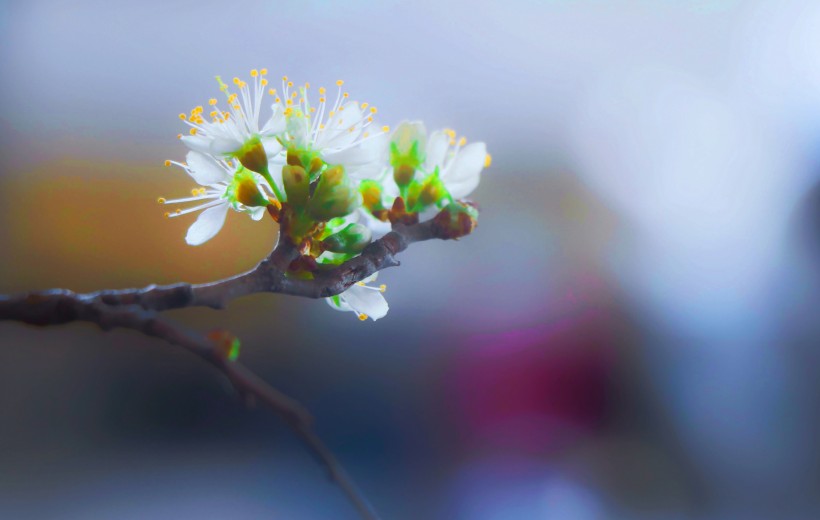 清香淡雅的苹果花图片