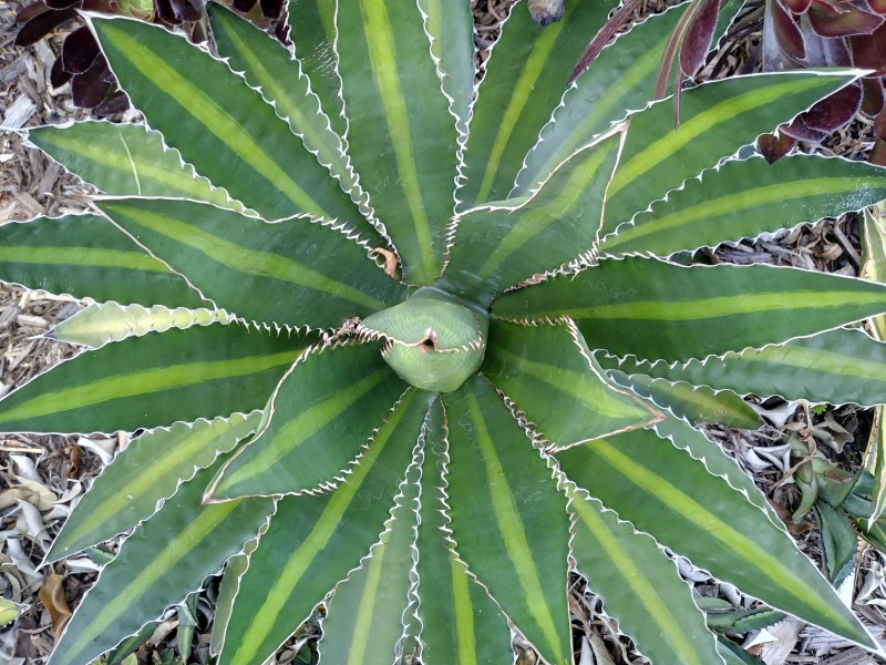 绿色新鲜的芦荟图片