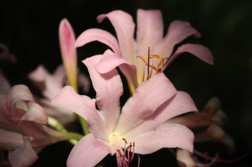 唯美温暖的百合花图片