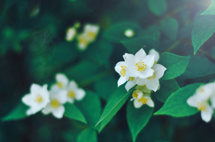 芳香洁白的茉莉花图片