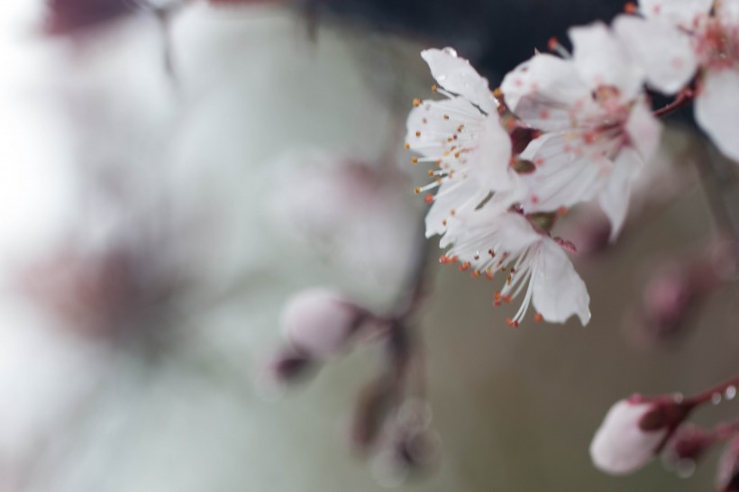 淡粉色樱花图片