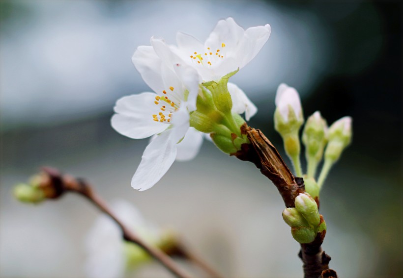 香气扑鼻的白梅花图片