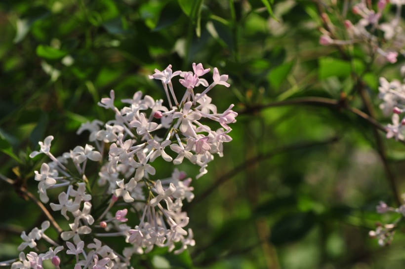 淡紫色丁香花图片