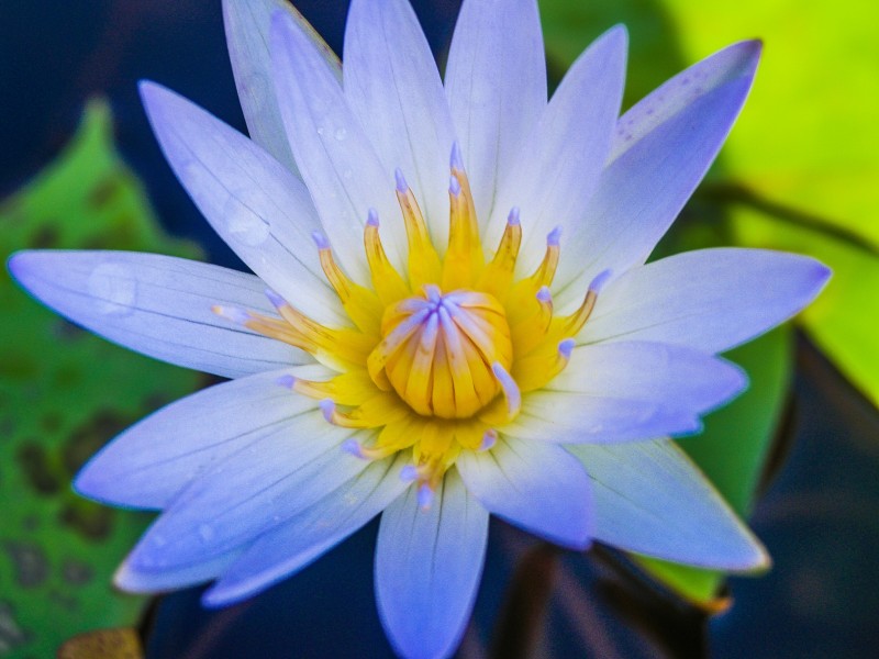 花蕊特写图片