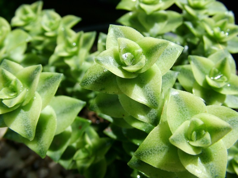 多肉植物特写图片