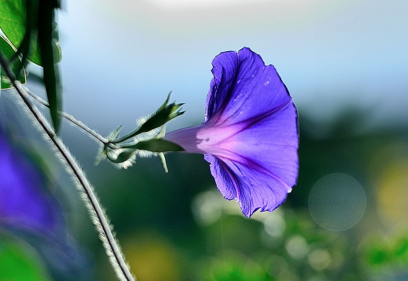 牵牛花图片