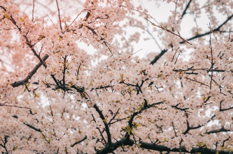 树梢上的樱花图片