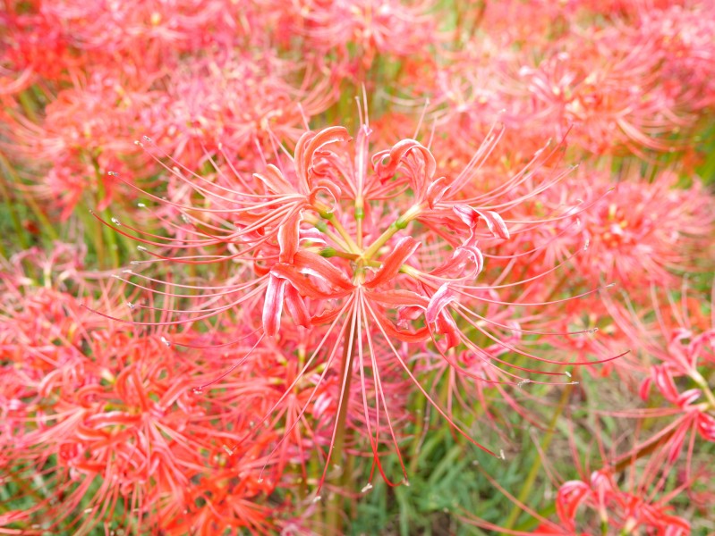 鲜红美丽的朱顶红花图片