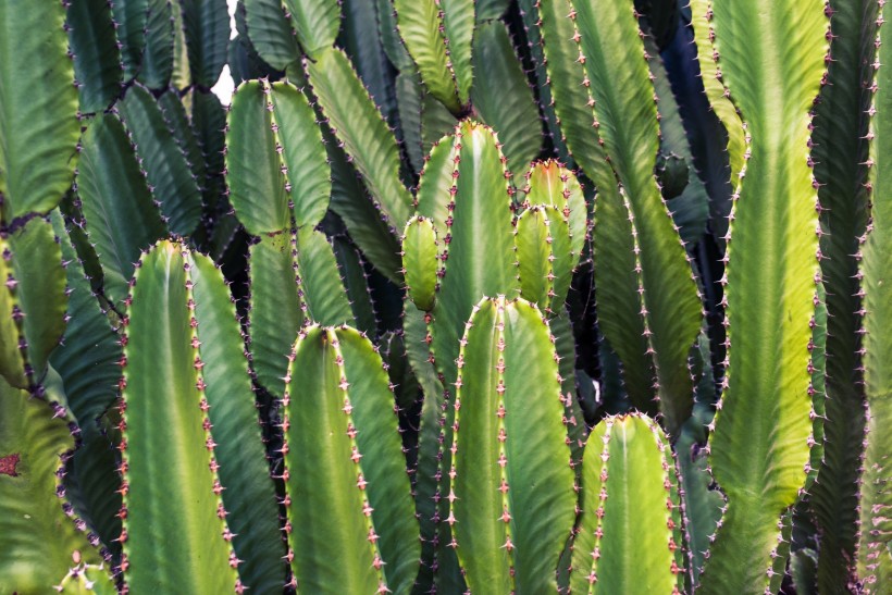 多肉植物仙人掌图片