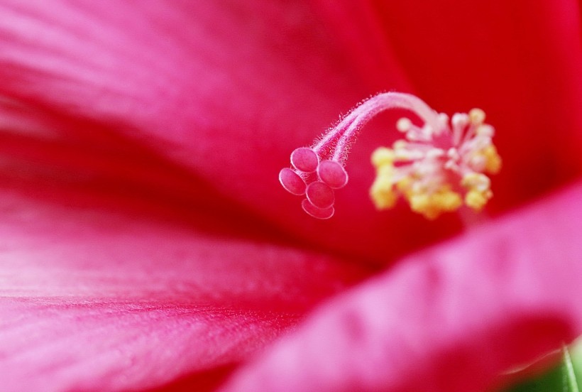 芙蓉葵花卉图片