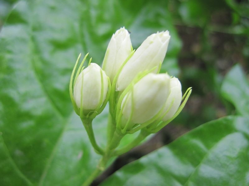 洁白如雪优雅的茉莉花图片