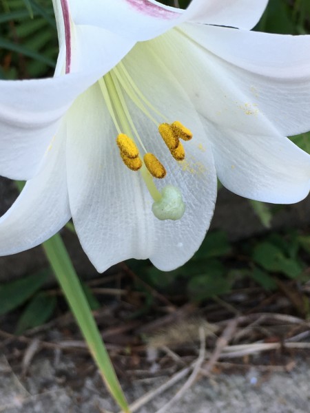 纯白色的百合花图片