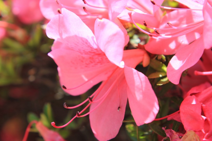 粉色杜鹃花特写图片