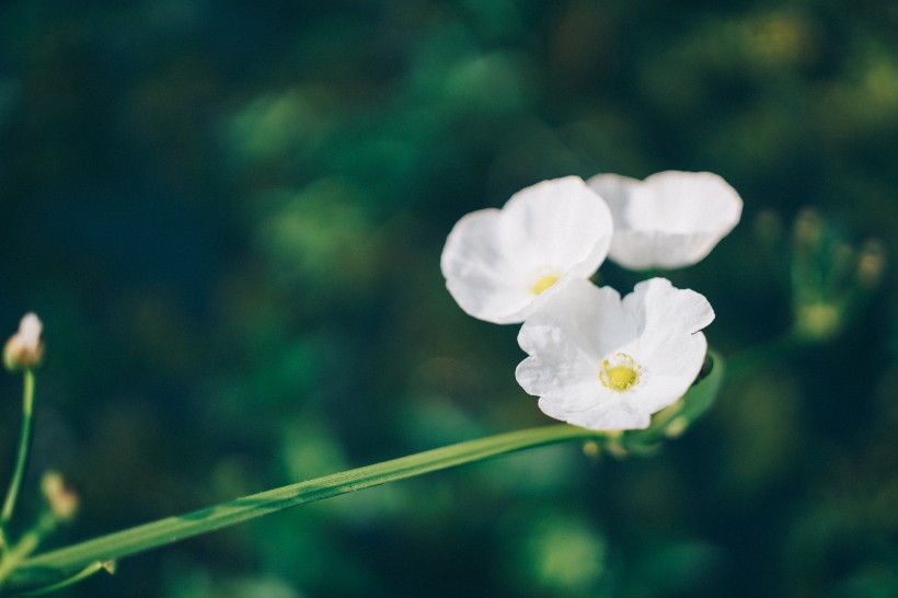 淡雅的野花图片