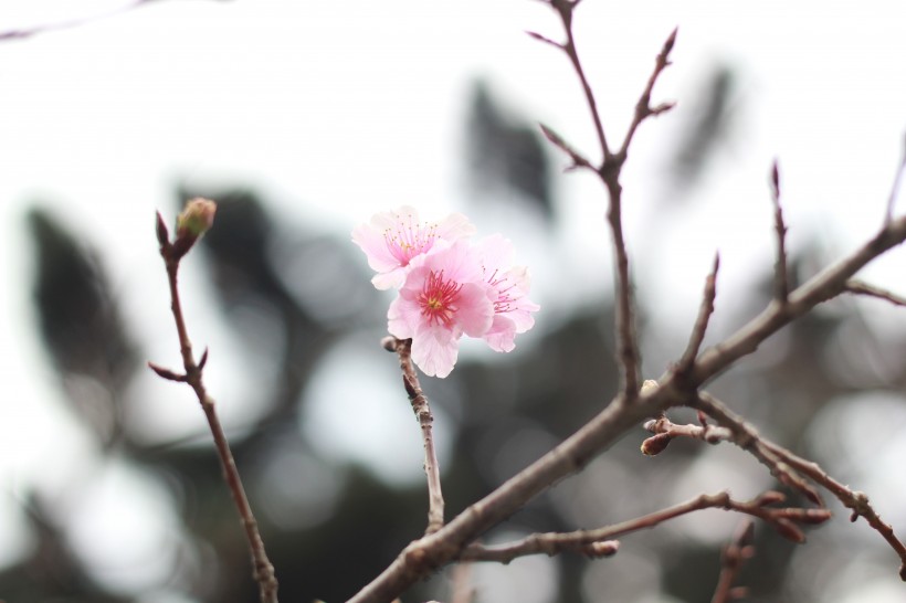 粉色的桃花图片