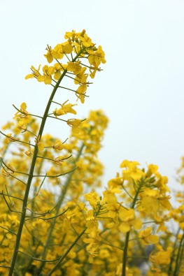 金黄色的油菜花图片(16张)