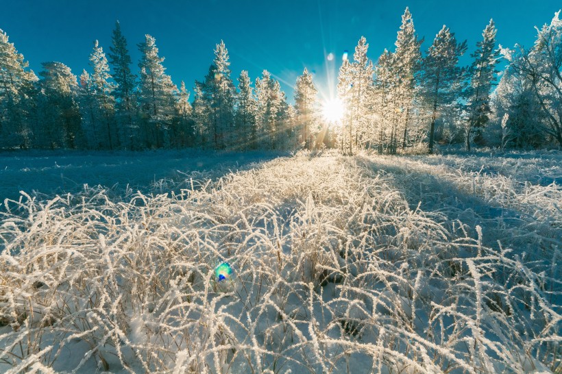 冬天被雪覆盖的树图片