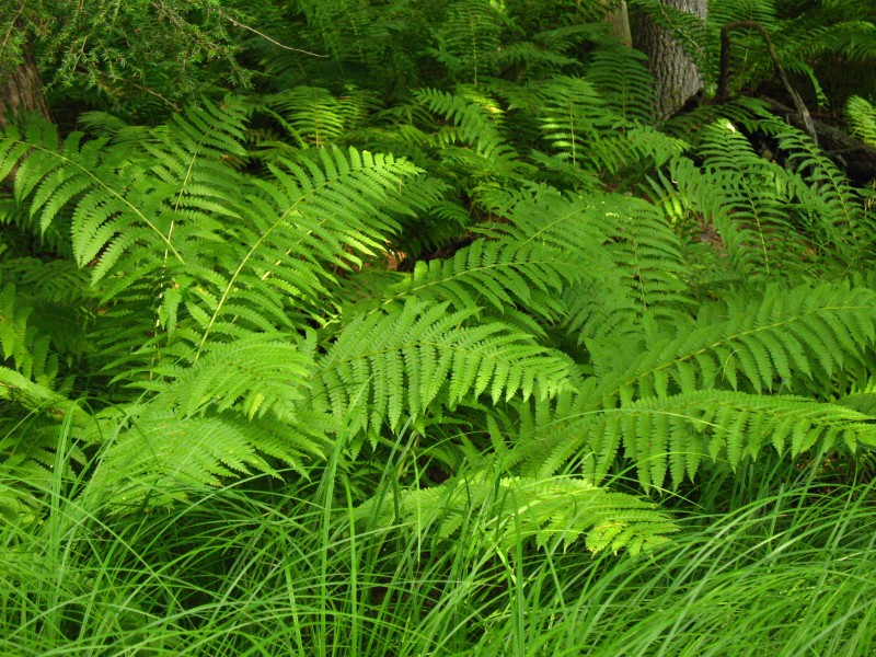 绿色蕨类植物图片