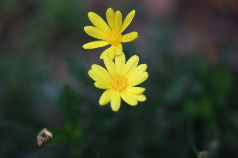 黄色的野生菊花图片