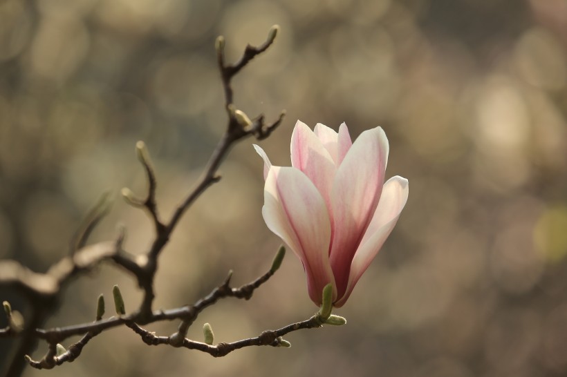 盛开的玉兰花图片